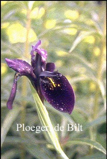 Iris chrysographes ‘Black Form’