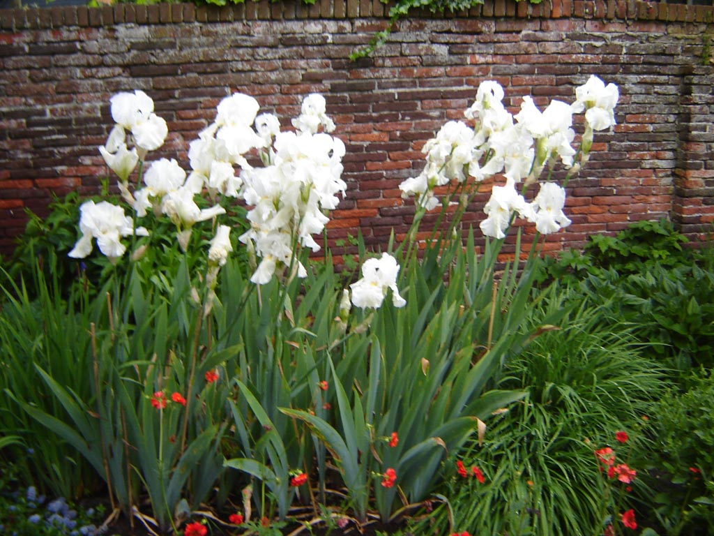 Iris germanica ‘White Knight’
