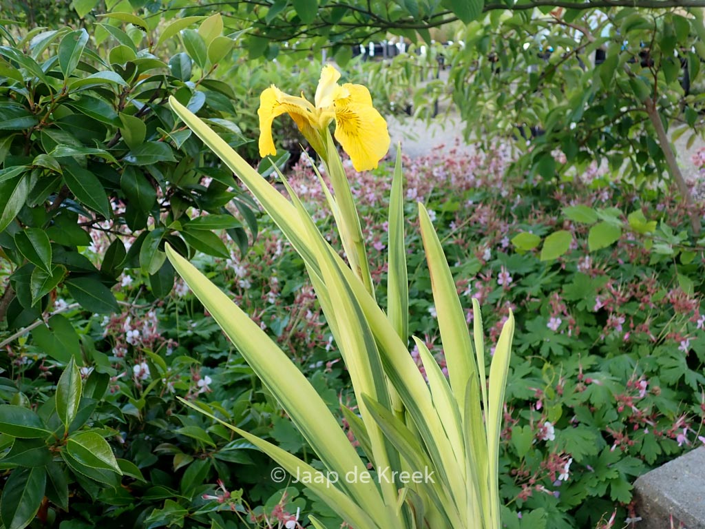 Iris pseudacorus ‘Variegata’