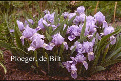 Iris pumila ‘Blue Denim’