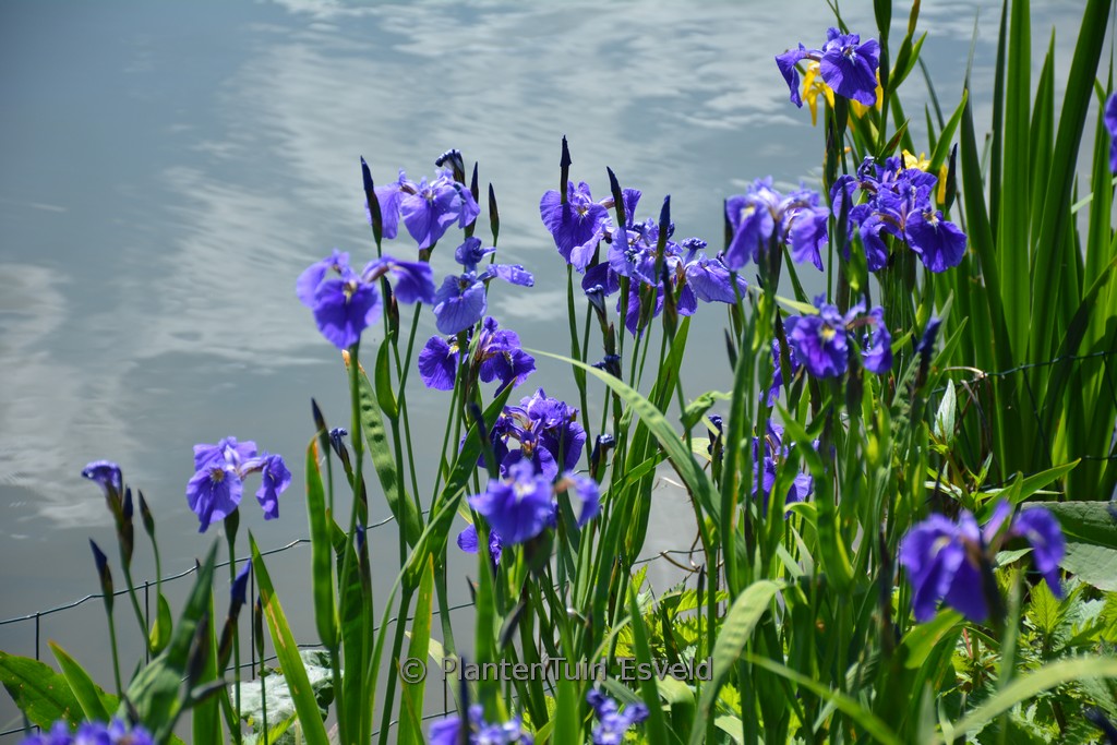 Iris setosa