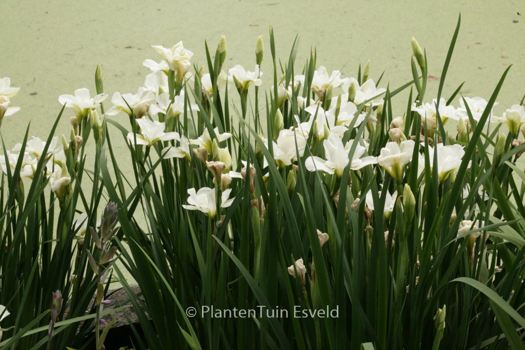 Iris sibirica ‘Gull’s Wing’