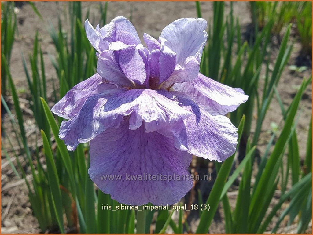 Iris sibirica ‘Imperial Opal’