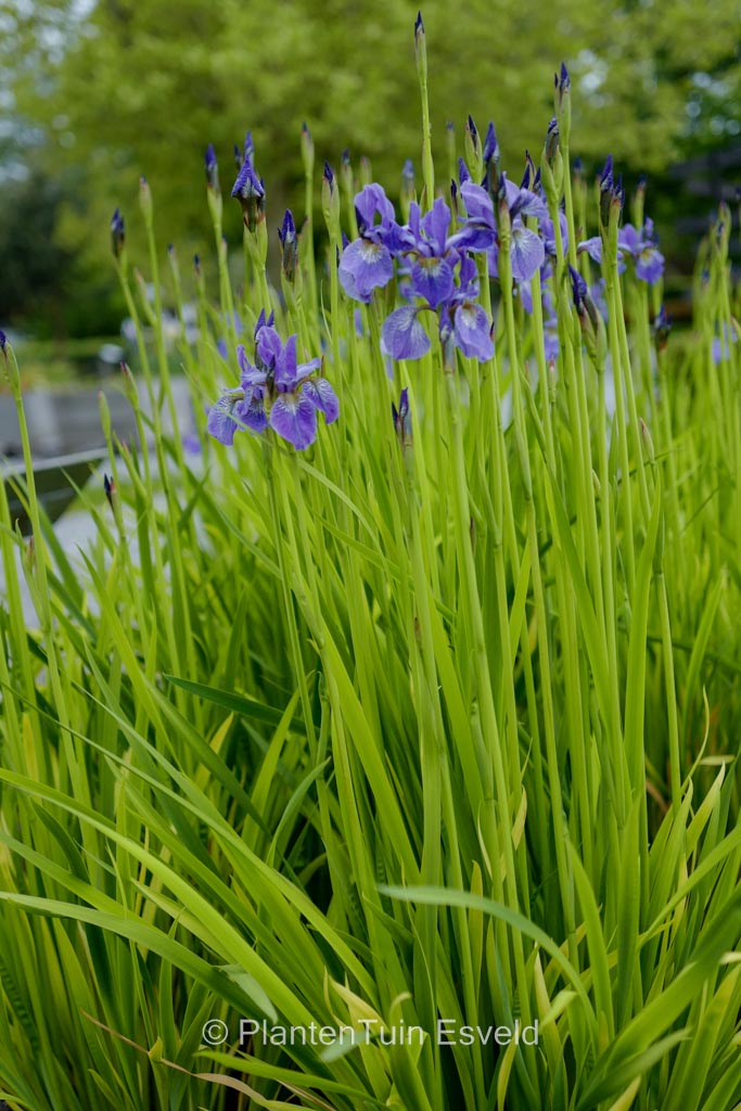 Iris sibirica ‘JF1’ (FRAN’S GOLD)
