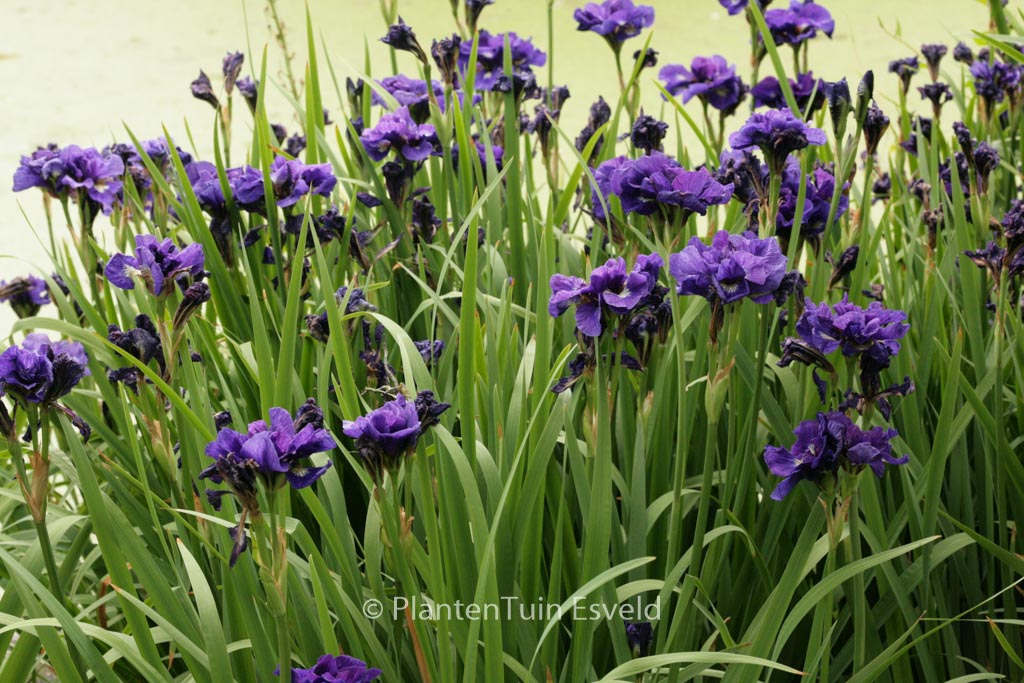 Iris sibirica ‘Kabluey’