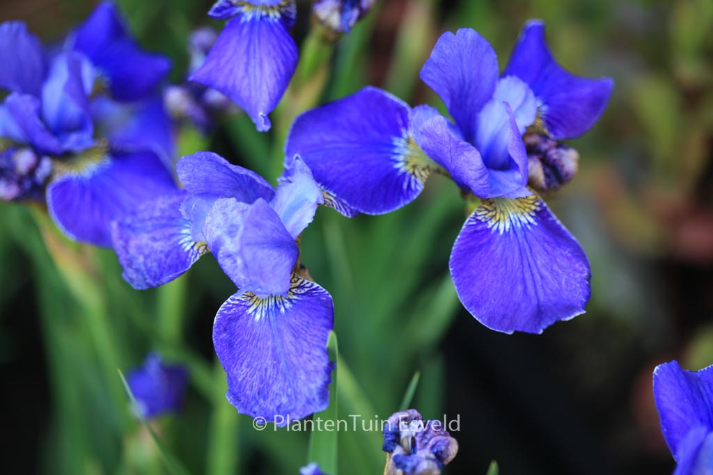 Iris sibirica ‘Silver Edge’