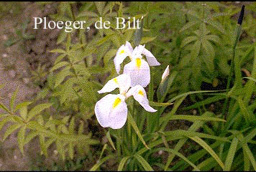 Iris sibirica ‘White Swirl’