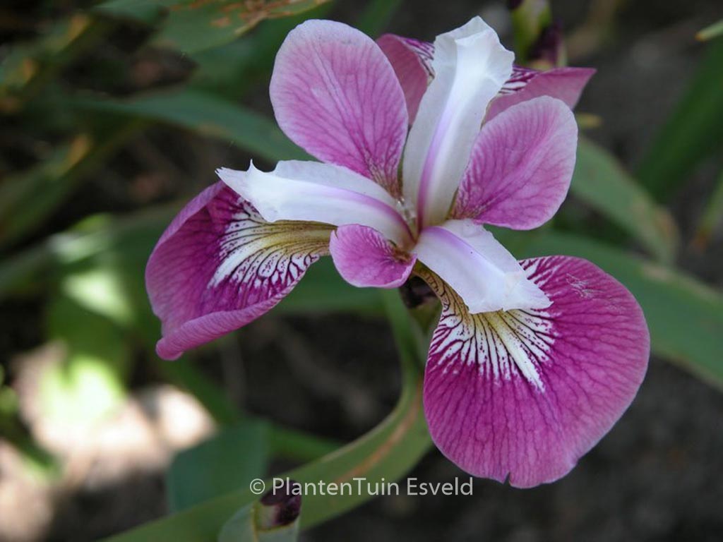 Iris versicolor