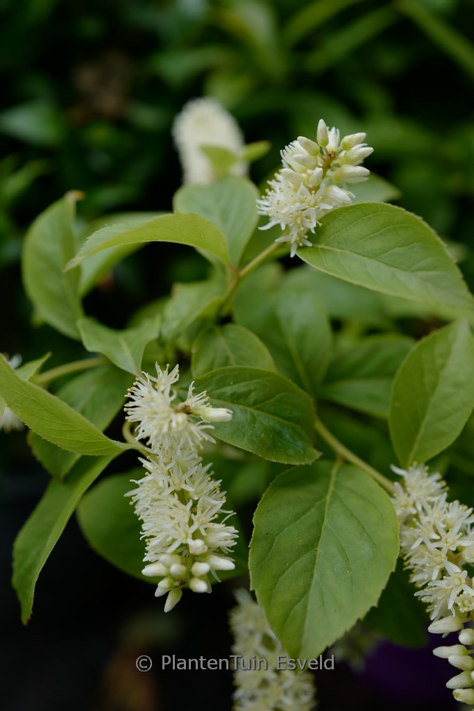 Itea virginica ‘Bailteaone’ (LOVE CHILD)