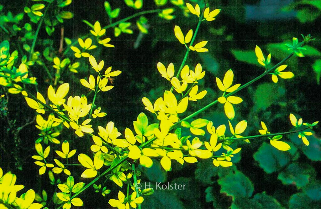 Jasminum nudiflorum ‘Aureum’