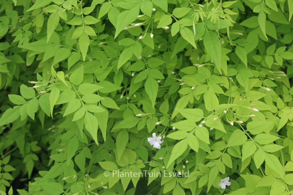 Jasminum officinale ‘Fiona Sunrise’