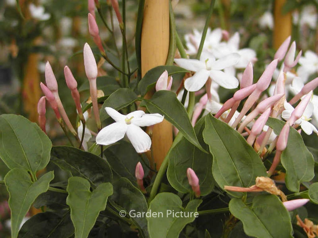 Jasminum polyanthum
