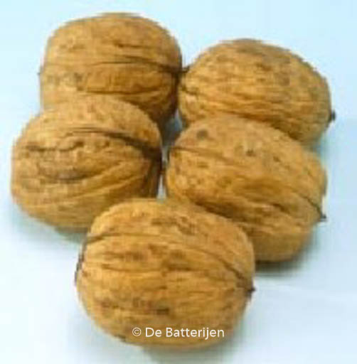 Juglans regia ‘Coenen’