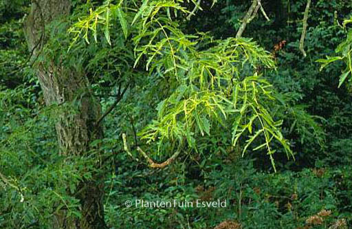 Juglans regia ‘Laciniata’