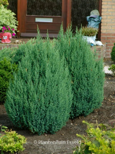Juniperus chinensis ‘Stricta’