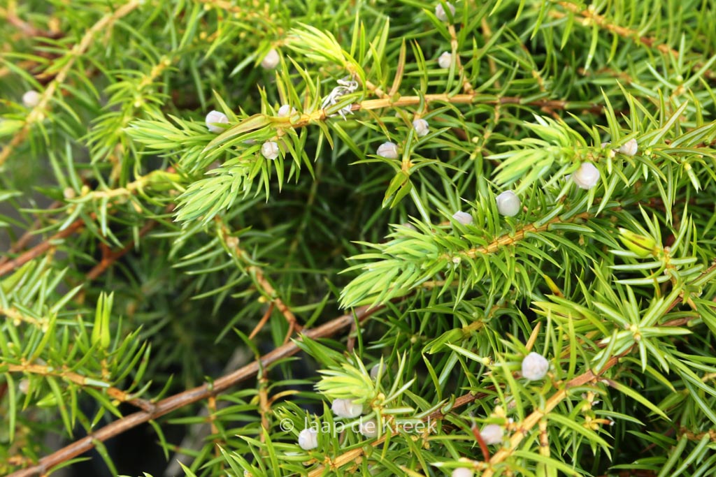 Juniperus conferta ‘Schlager’