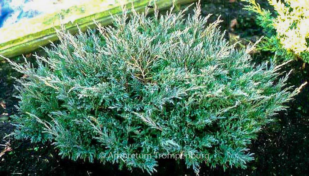 Juniperus horizontalis ‘Andorra Compact’