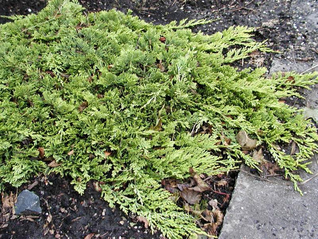 Juniperus horizontalis ‘Golden Carpet’