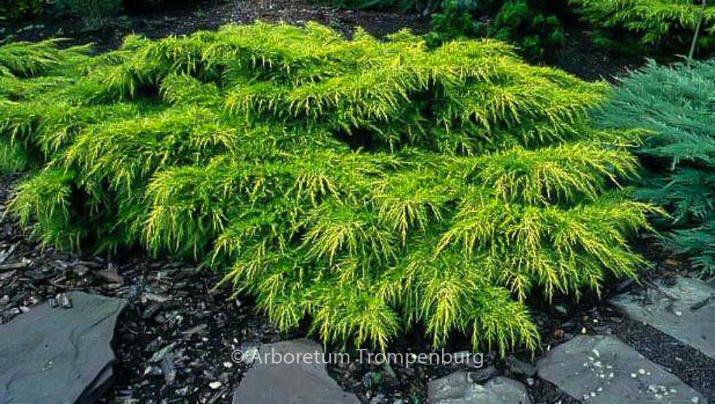 Juniperus pfitzeriana ‘Gold Coast’