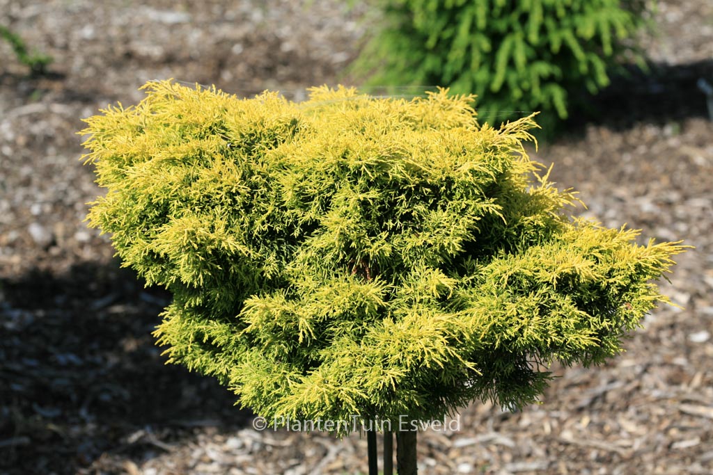 Juniperus pfitzeriana ‘Gold Star’