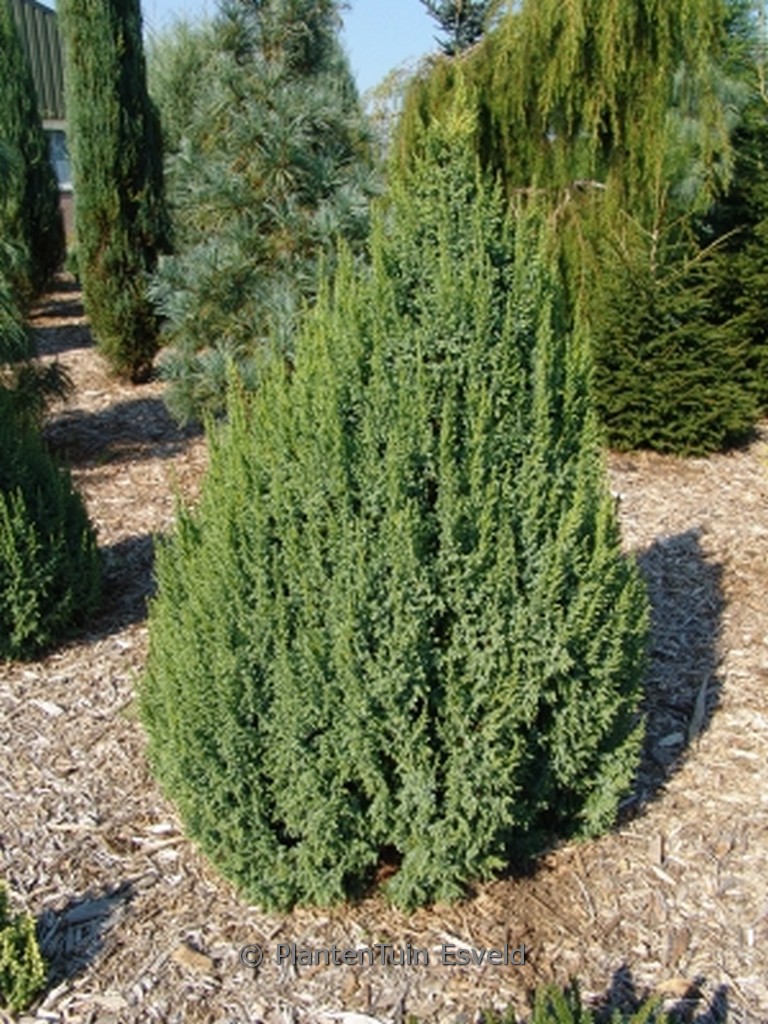 Juniperus pingii ‘Loderi’