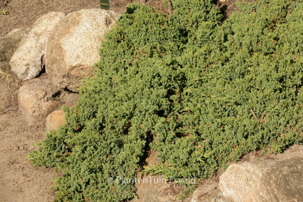 Juniperus procumbens ‘Nana’