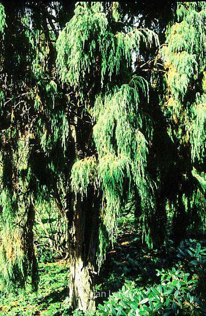 Juniperus recurva
