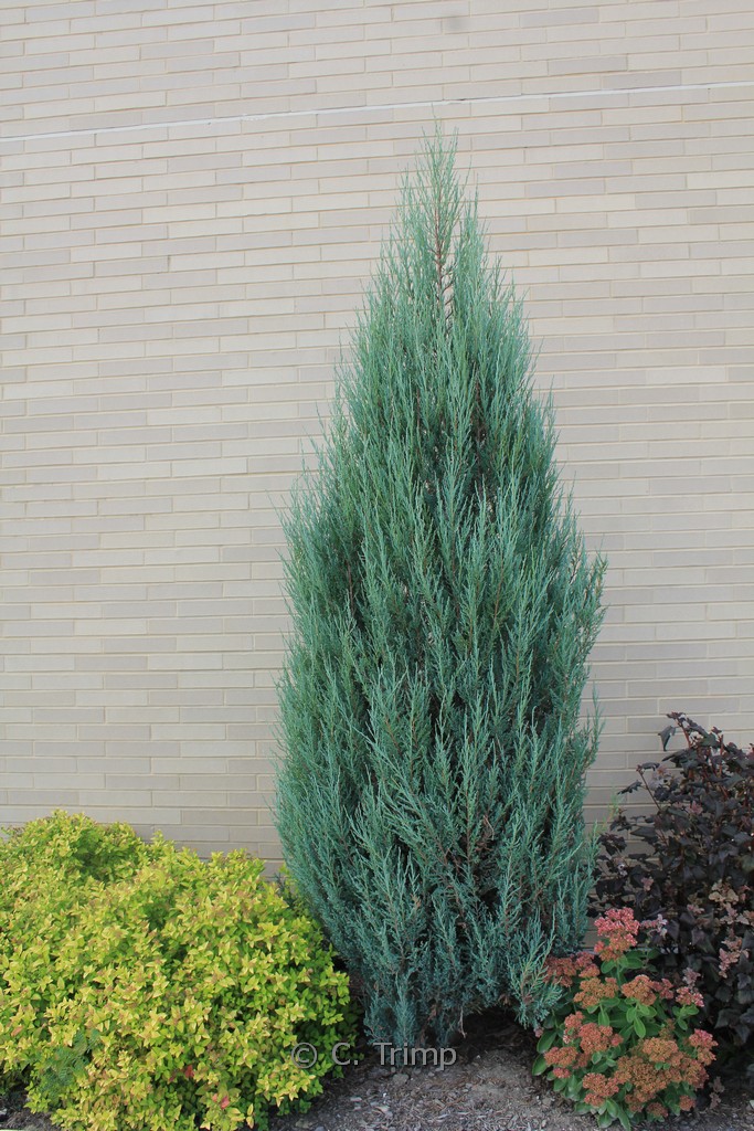 Juniperus scopulorum ‘Blue Arrow’