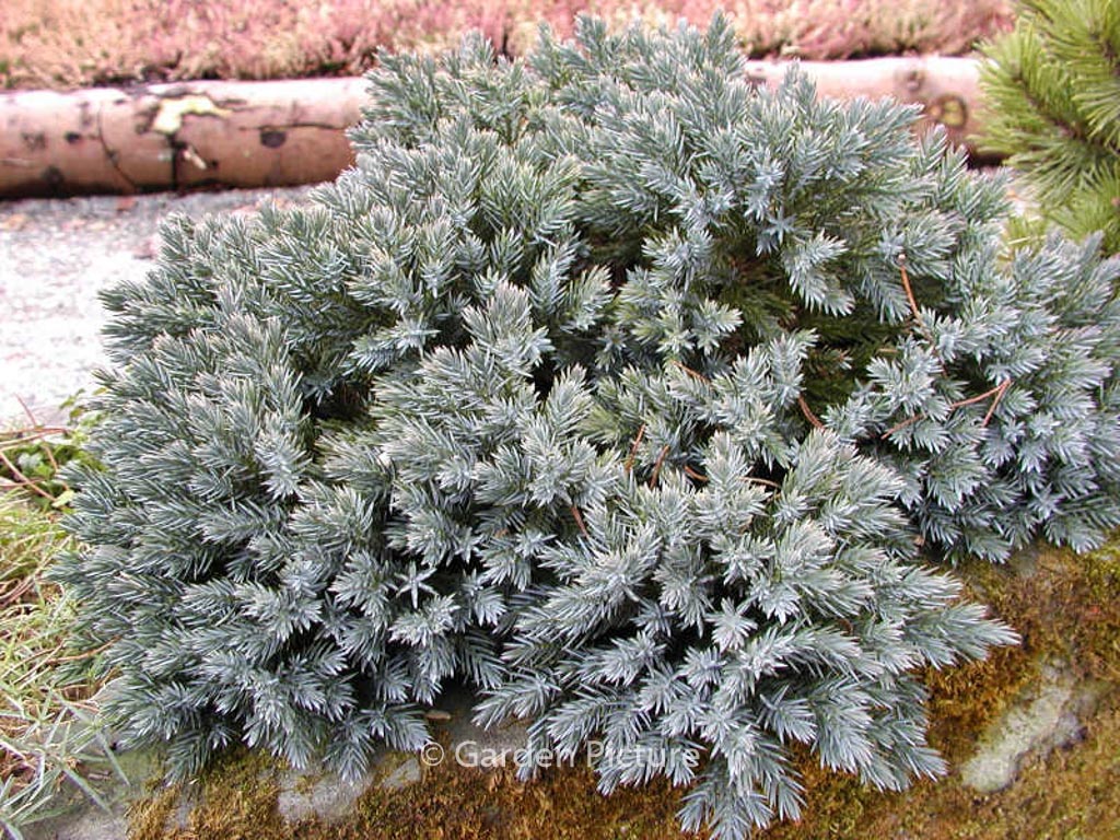 Juniperus squamata ‘Blue Star’