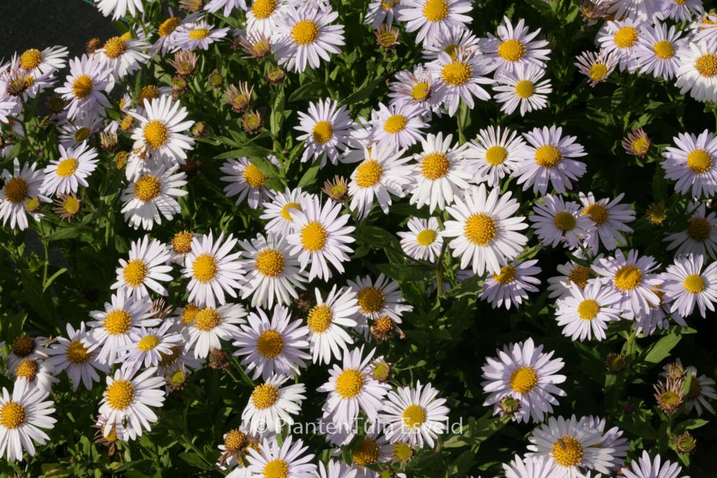 Kalimeris incisa ‘Madiva’