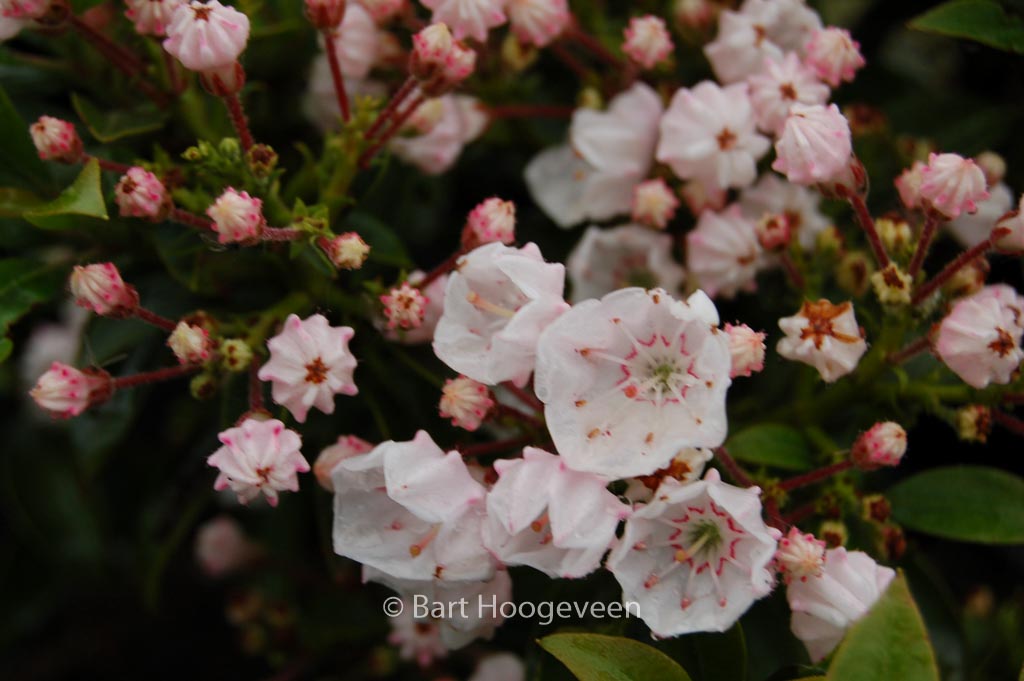Kalmia latifolia ‘Elf’