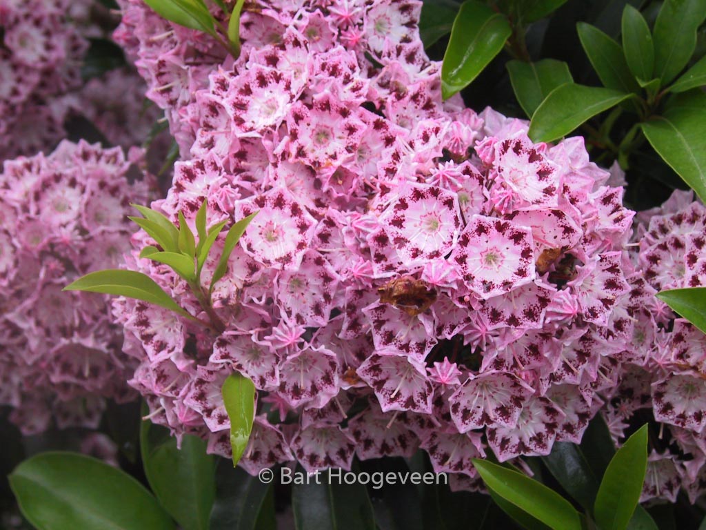 Kalmia latifolia ‘Moyland’