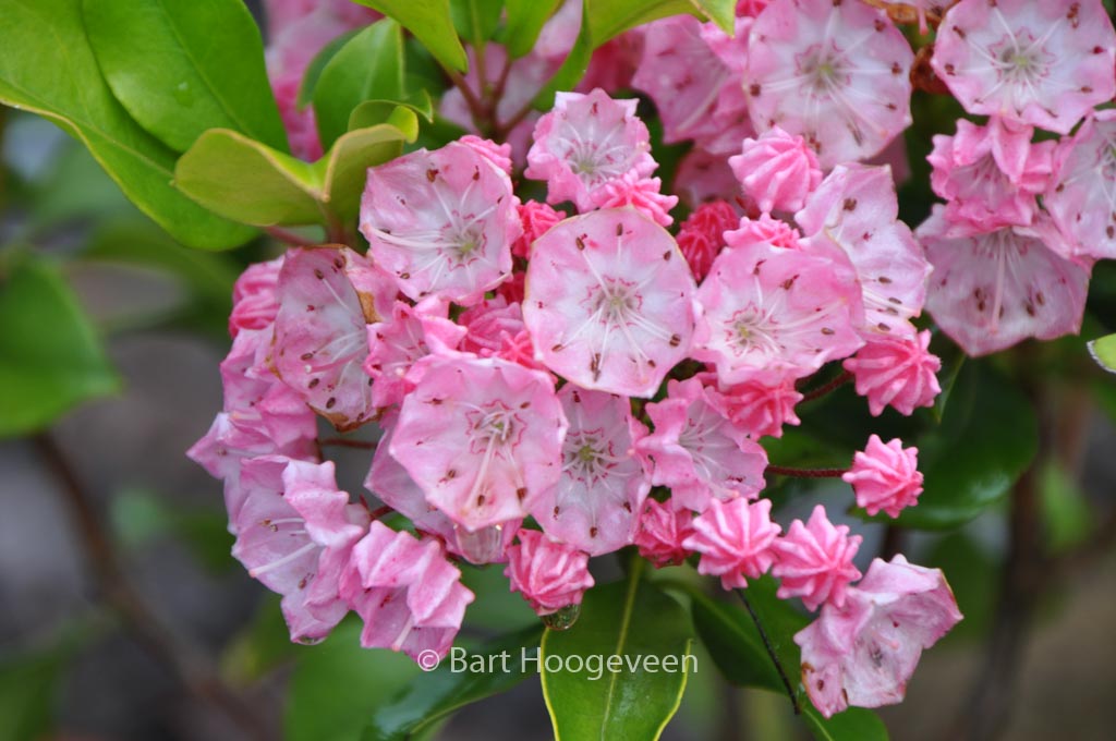 Kalmia latifolia ‘Olympic Fire’
