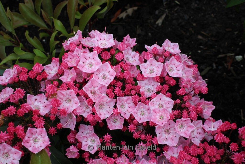 Kalmia latifolia ‘You Can’