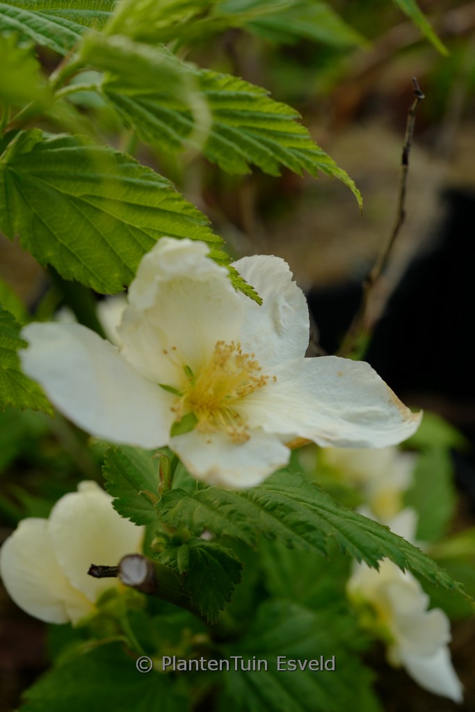 Kerria japonica ‘Albescens’