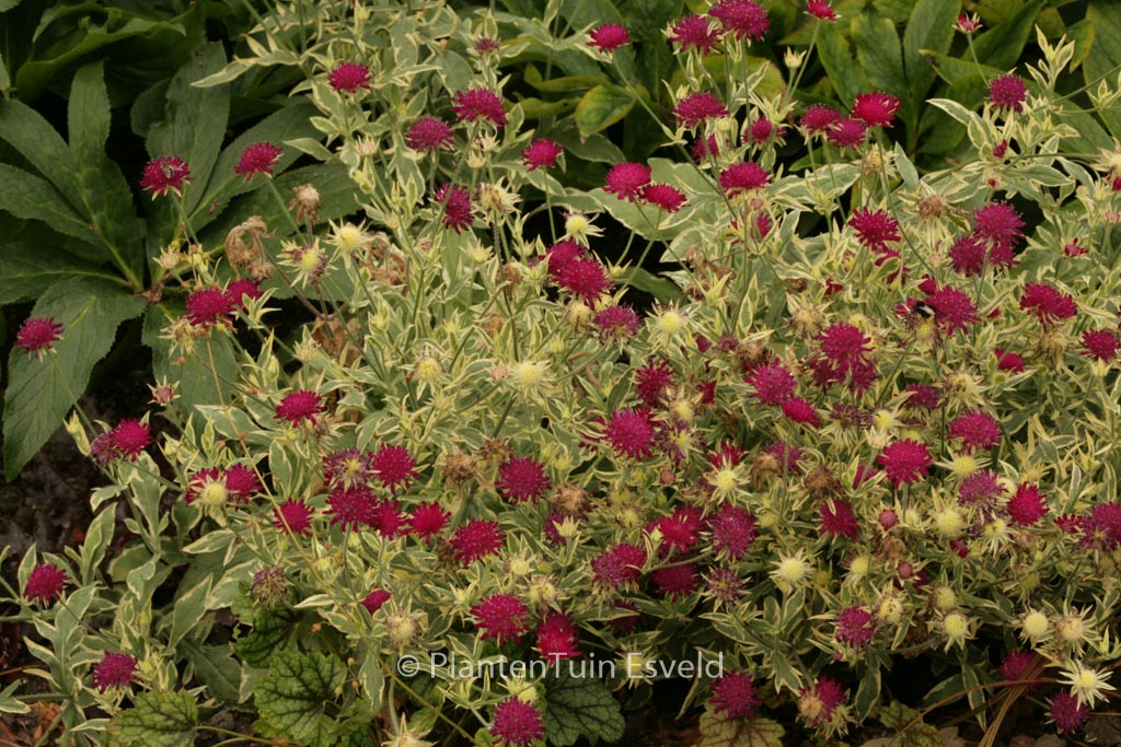 Knautia macedonica ‘Thunder and Lightning’