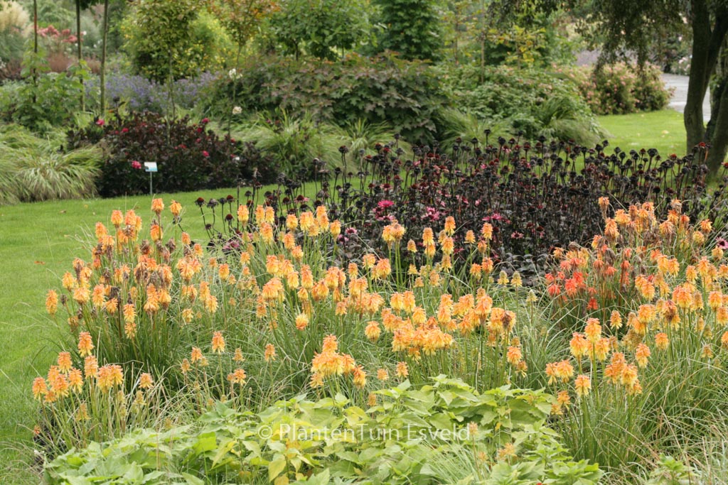 Kniphofia ‘Ember Glow’