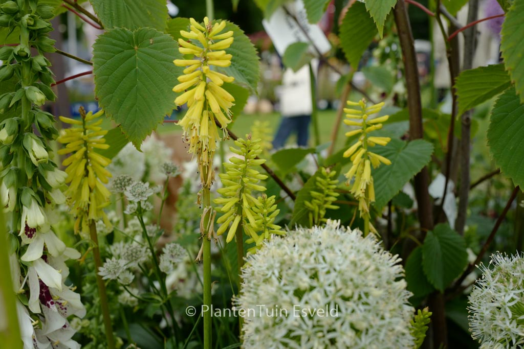 Kniphofia ‘Lemon Popsicle’