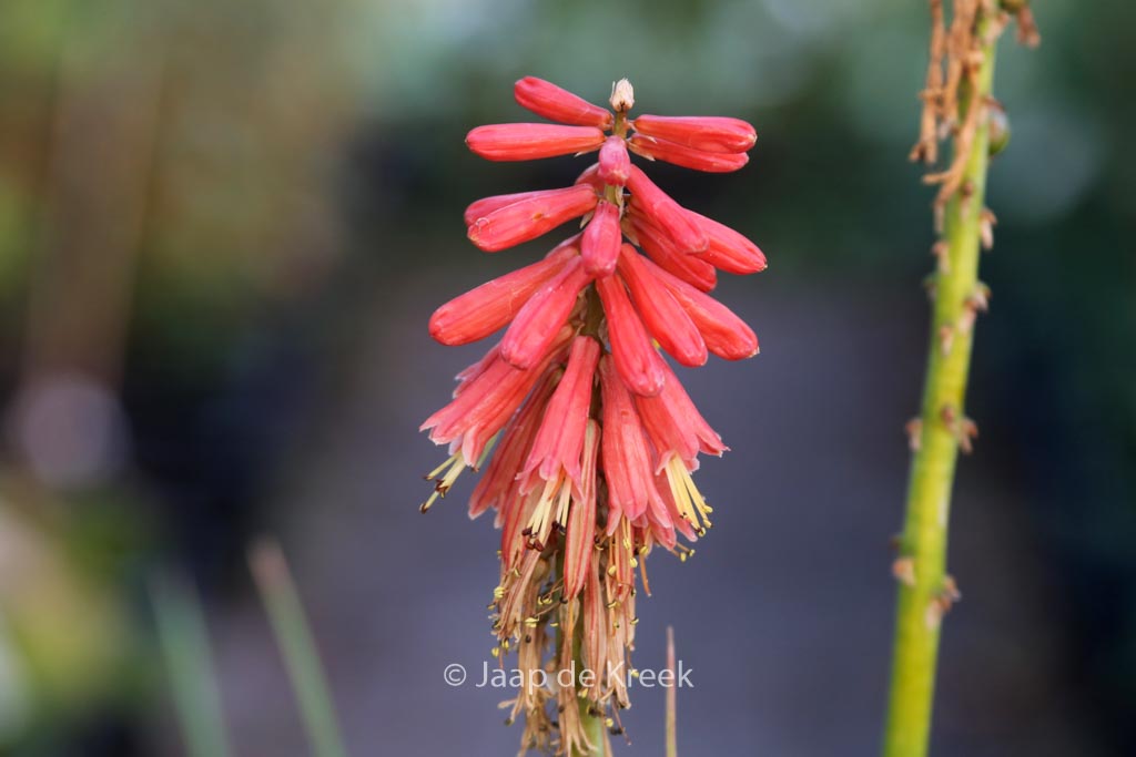 Kniphofia ‘Redhot Popsicle’