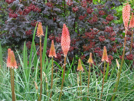 Kniphofia uvaria