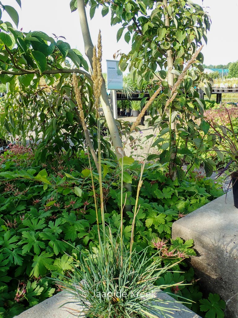 Koeleria glauca ‘Coolio’