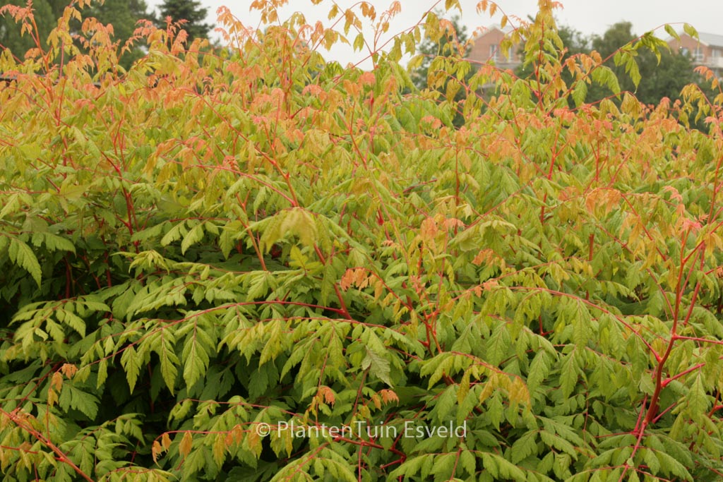 Koelreuteria paniculata ‘Coral Sun’