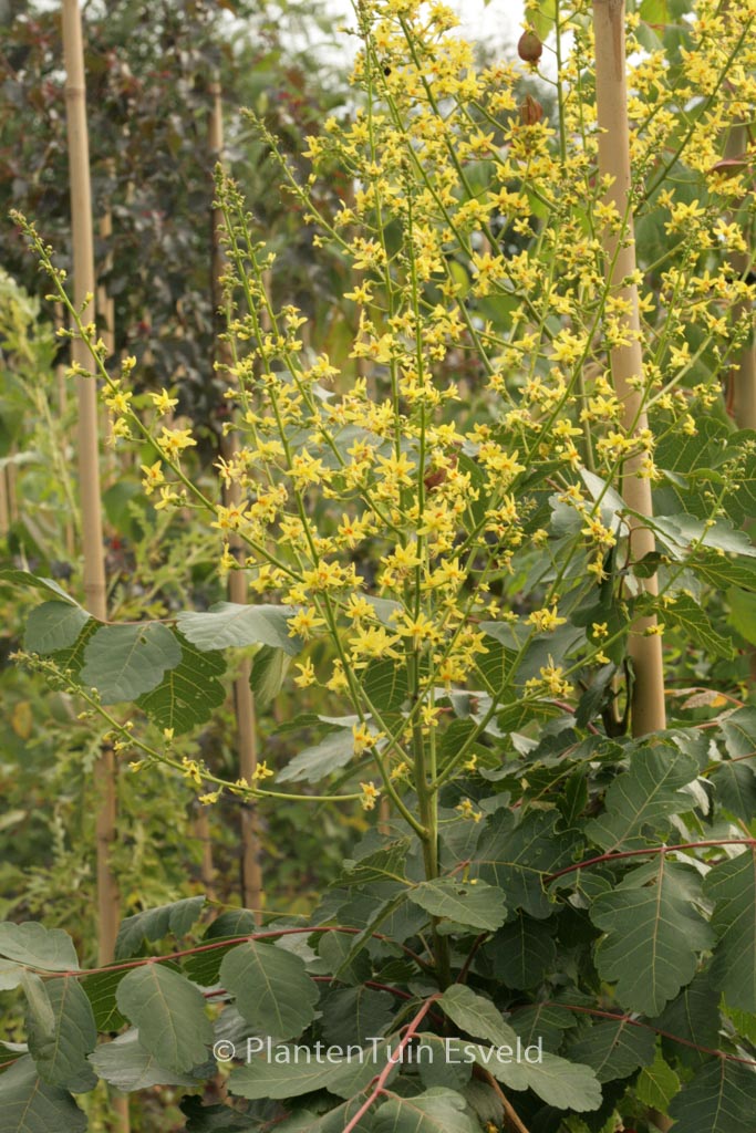 Koelreuteria paniculata ‘Orange Lantern’