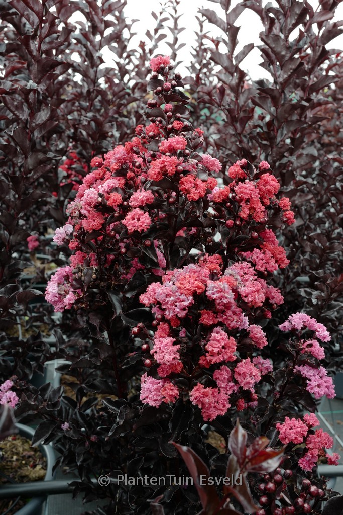 Lagerstroemia ‘Ebony Flame’ (BLACK DIAMOND BEST RED) (BLACK SOLITAIRE)