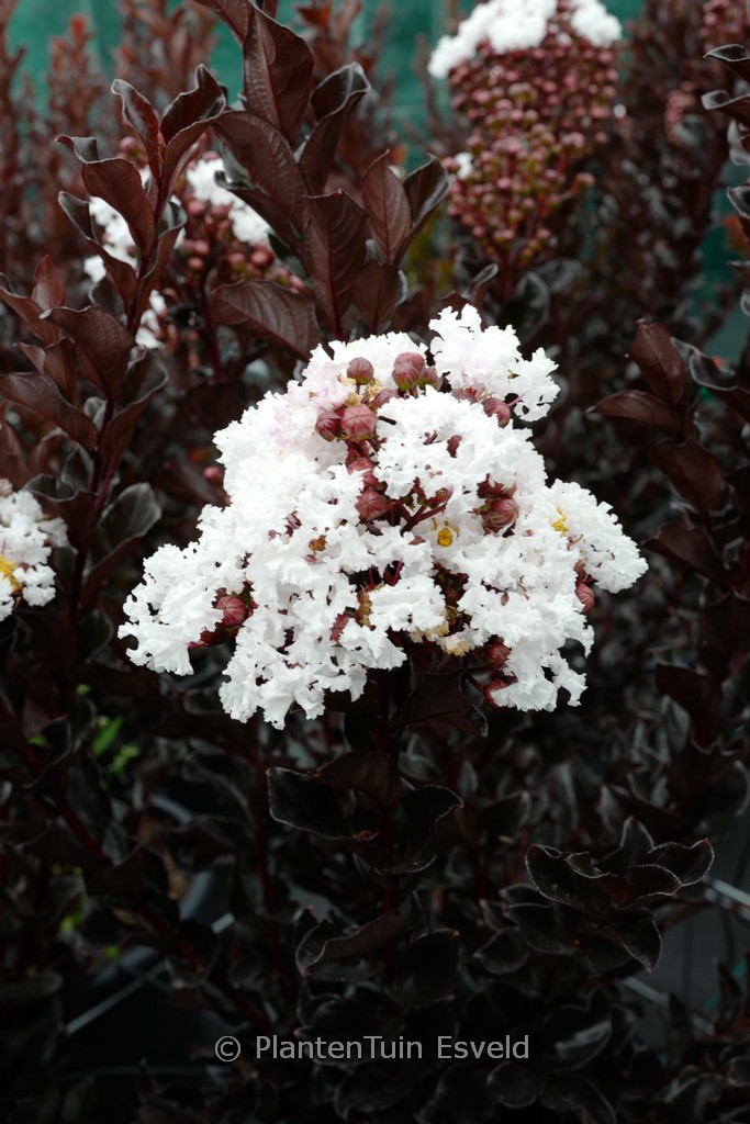 Lagerstroemia indica ‘Coconut Sorbet’
