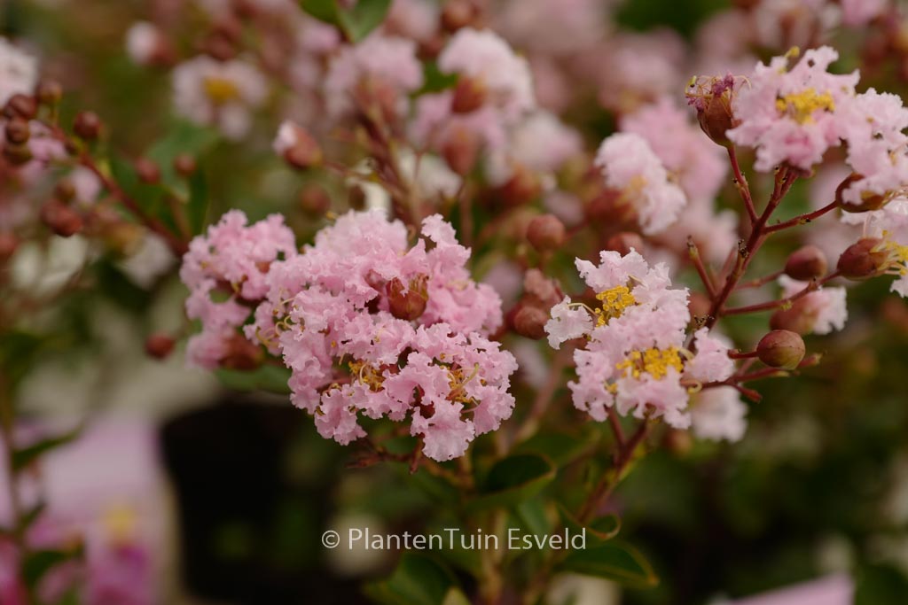 Lagerstroemia indica ‘LAGE01’ (EVELINE)