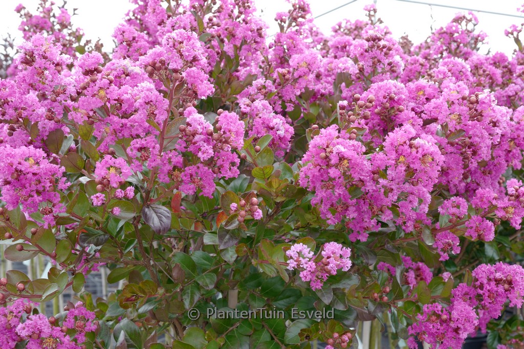 Lagerstroemia indica ‘Maroon Star’