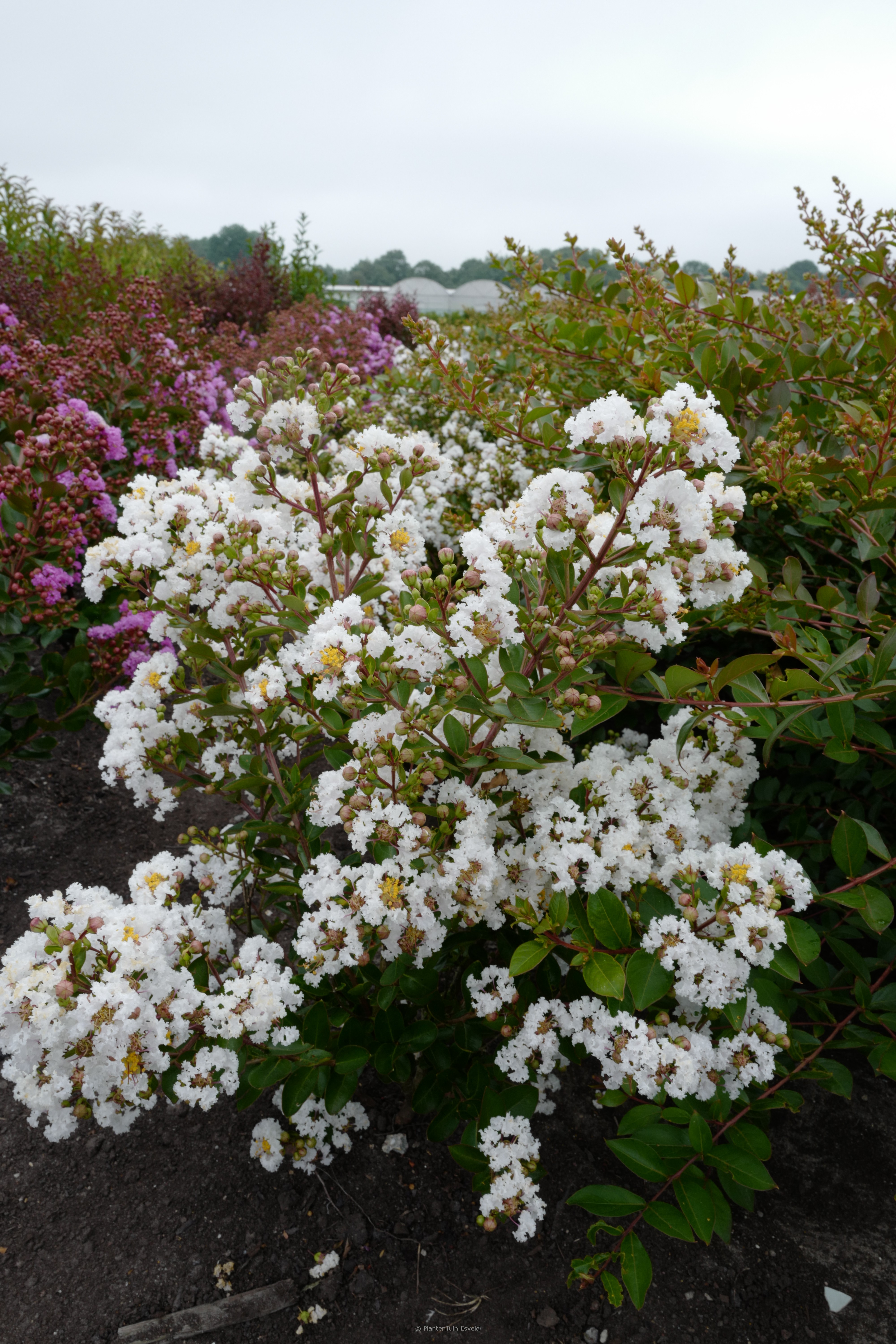 Lagerstroemia indica ‘Milabla’ (WITH LOVE VIRGIN)