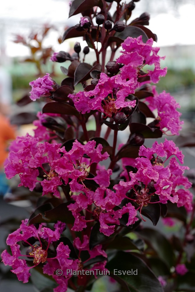Lagerstroemia indica ‘Rhapsody in Blue’