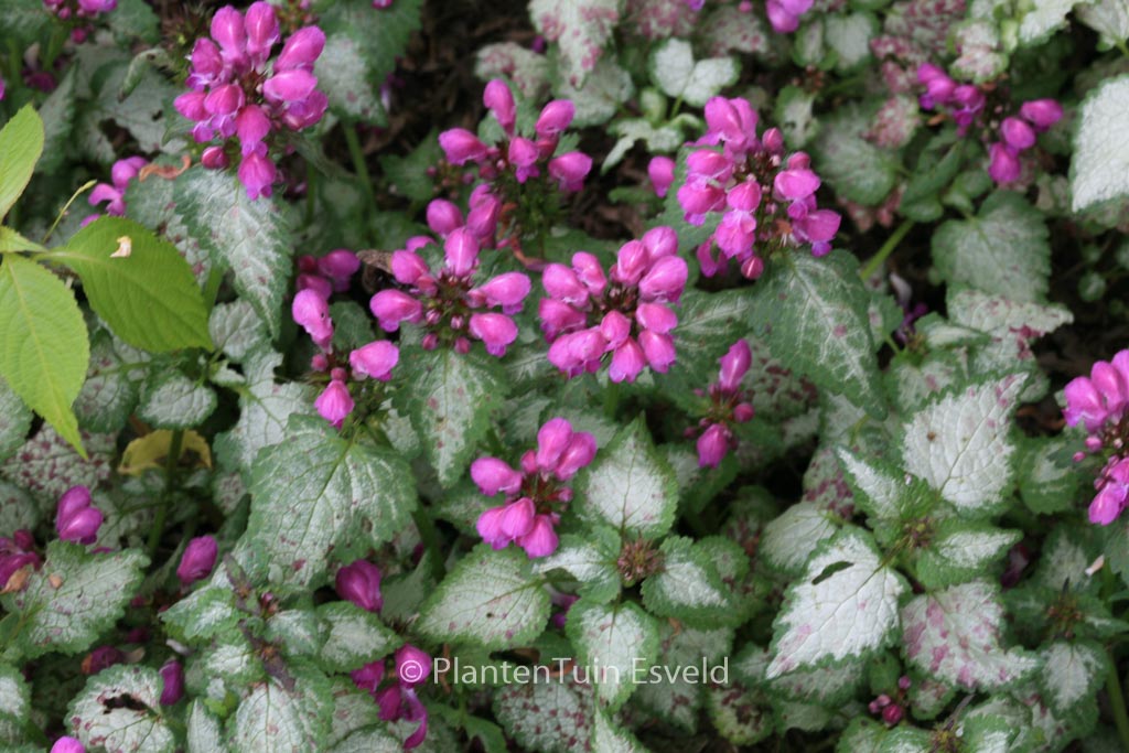 Lamium maculatum ‘Beacon Silver’